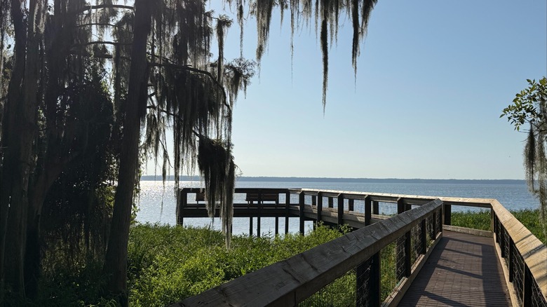 Paseo de madera que se extiende sobre el lago Newnans con un árbol al lado cubierto de musgo español en el Bosque Estatal del Lago Newnans, Florida