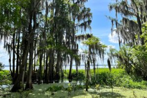 En las afueras de Gainesville se encuentra el impresionante bosque estatal de Florida con pintorescos humedales, senderos y vida silvestre.