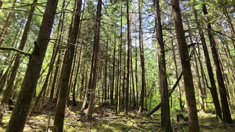 Vistas panorámicas del bosque en el área recreativa de Paradise Valley, Washington