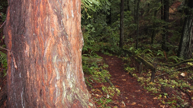 Un gran tronco de secuoya a la izquierda y un sendero boscoso a la derecha.