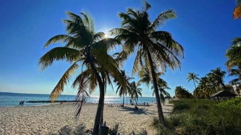Día soleado con cielos azules en la playa de Boca Chica con palmeras al frente y al centro.