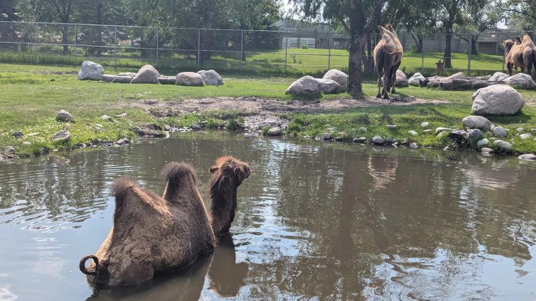 Camellos en el zoológico de Red River en Dakota del Norte