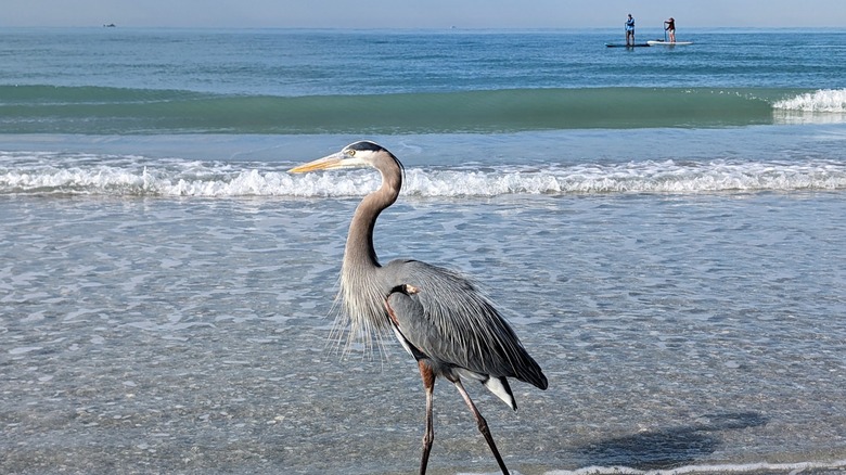 Garza azul parada en el agua en Stump Pass Beach State Park en Englewood, Florida