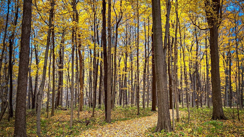 Hojas amarillas en un sendero forestal en Westfield, Indiana, en otoño