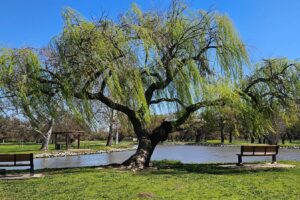 Ubicado en Stockton se encuentra el idílico Lake Park de California, con pesca, remo y paz.