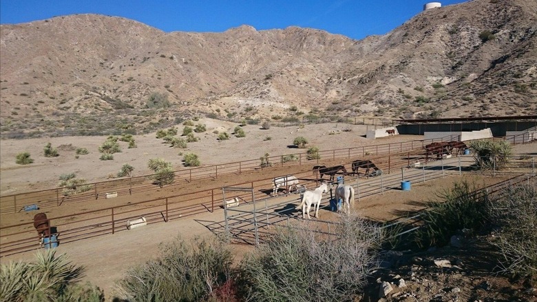 Caballos en corrales en Crazy Horse Ranch