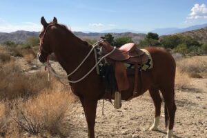 Aproximadamente a una hora de San Bernardino se encuentra el Dude Ranch de California, con diversión de vaqueros, alojamiento y vistas a la montaña.