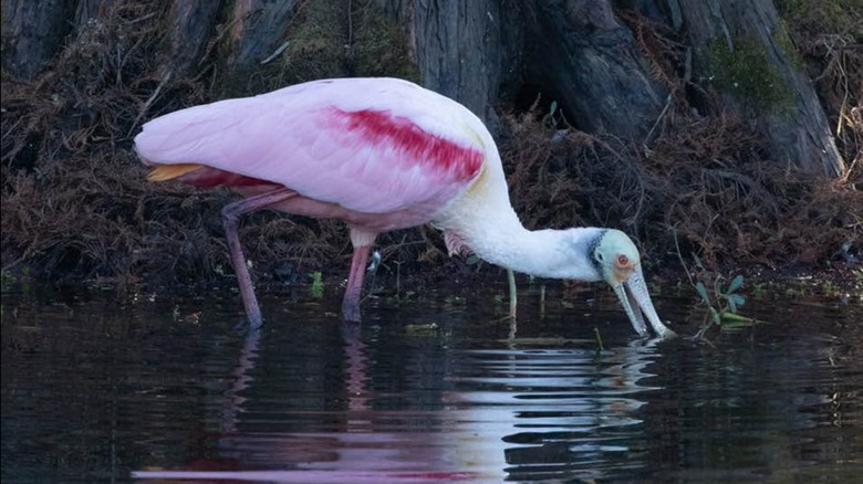 Rosetta Spoonbill en el Parque Natural South Lake Howard