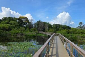 Entre Orlando y Tampa hay un pintoresco parque natural con vida silvestre, humedales y un sendero con paseos marítimos