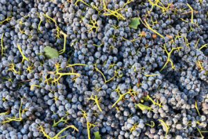 Adiós Valle de Napa, hasta luego Condado de Sonoma: esta región de Sierra Nevada es un lugar subestimado para el vino