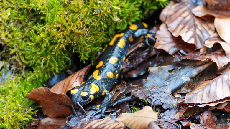 Una salamandra manchada descansando sobre un montón de hojas marrones