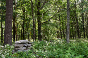 A poco más de una hora de Boston se encuentra el parque de Nueva Inglaterra con humedales panorámicos, paseos por la naturaleza y vida silvestre única