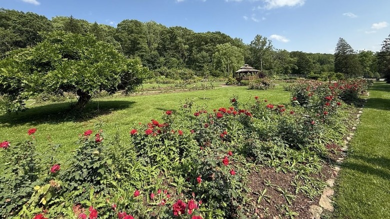 Rosas rojas creciendo en una línea de arbustos a través de la hierba verde, con un cenador de madera al fondo y árboles verdes que rodean el parque, bajo un cielo azul