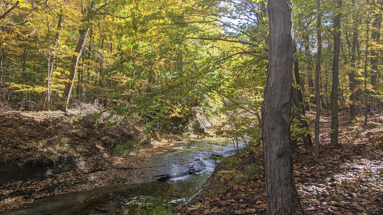 Árboles alrededor de Euclid Creek en la reserva de Euclid Creek, Euclid, Ohio
