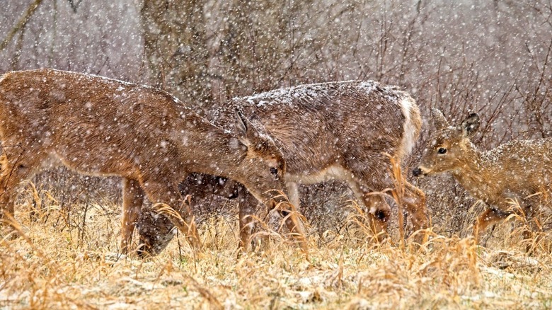 Los ciervos retozan entre la nieve que cae y los pastos quebradizos de la Reserva Natural Tifft, Estado de Nueva York