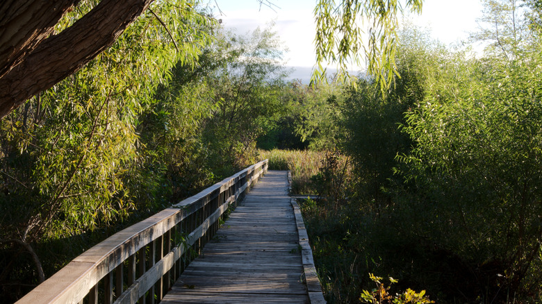Paseo marítimo flanqueado por árboles y arbustos en el Centro de Naturaleza Mary K. Oxley dentro del Parque Mohawk en Tulsa, Oklahoma