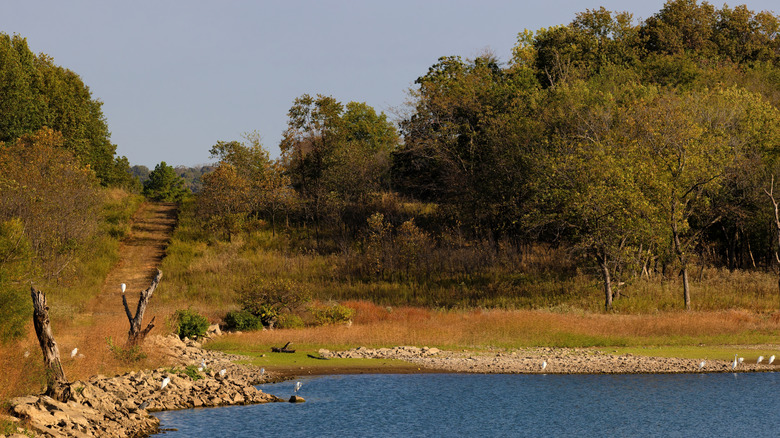 Árboles y matorrales que rodean el lago Fort Gibson dentro del Parque Estatal Sequoyah en Oklahoma