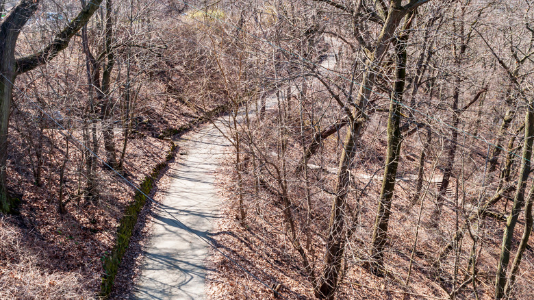 Una vista aérea de un sendero para caminar rodeado de árboles desnudos en Panther Hollow, Pittsburgh