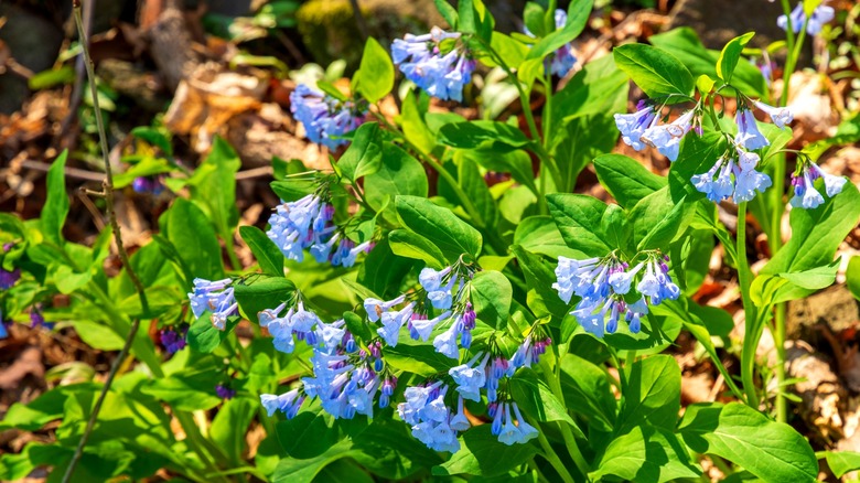 Las campanillas florecen en primavera en los bosques del Parque Estatal Turkey Run en Indiana
