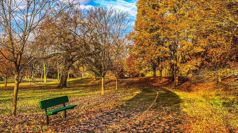 Un camino a través del Parque Carondelet en St. Louis en otoño