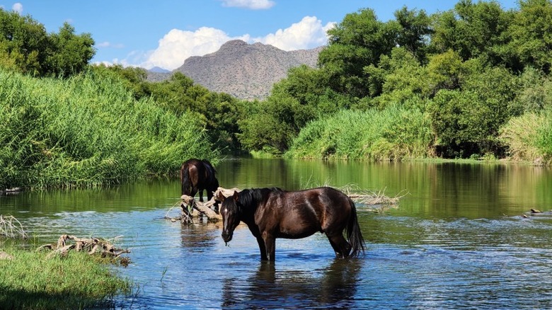 Caballos salvajes en el río Verde en el área de uso diurno de Needle Rock en el Bosque Nacional Tonto, Arizona.