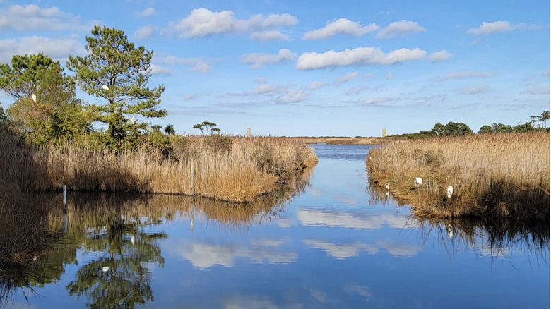 El paisaje de humedales que se encuentran en el Parque Estatal Cape Henlopen en el condado de Sussex, DE