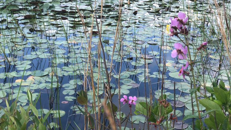 Flores de color púrpura y nenúfares flotando en el agua en los humedales del Bosque Estatal Brendan T. Byrne.