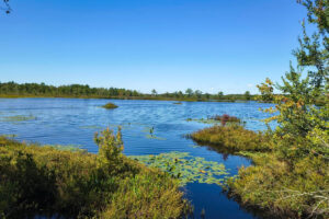 Entre Filadelfia y la costa se encuentra el segundo bosque estatal más grande de Nueva Jersey con pesca, campamentos y humedales