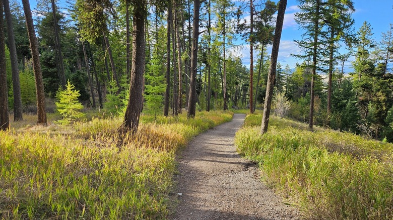 Ruta de senderismo en Lone Pine State Park, Montana, serpenteando por el bosque en un día parcialmente nublado
