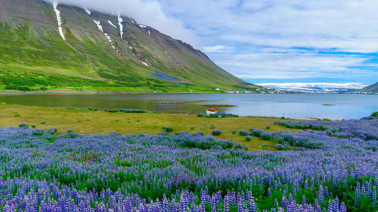 La remota ciudad de Isafjordur, parte de la región de los Fiordos Occidentales