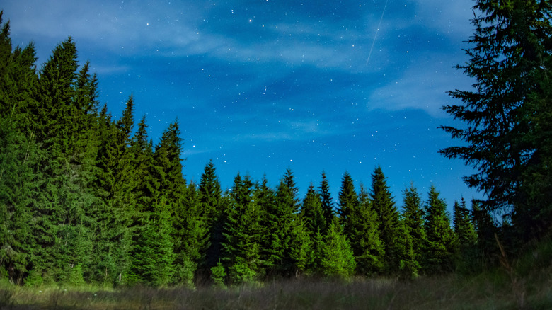 Estrellas sobre pinos en el Bosque Nacional Black Hills en Dakota del Sur