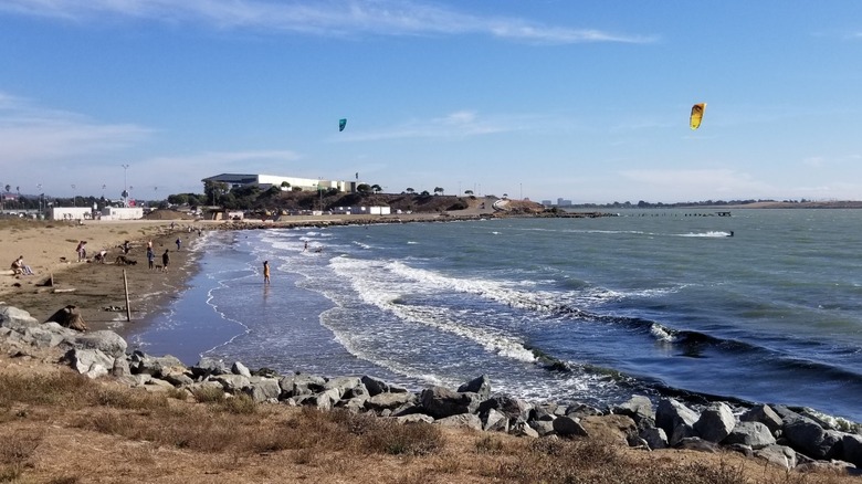 Los perros juegan y la gente camina por Albany Beach en McLaughlin Eastshore State Park State Seashore.
