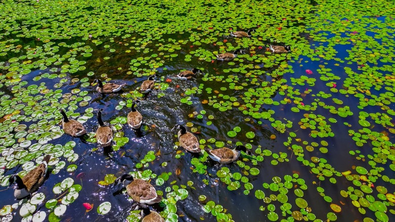 Los gansos deambulan alrededor de un estanque lleno de nenúfares en Pond Meadow Park