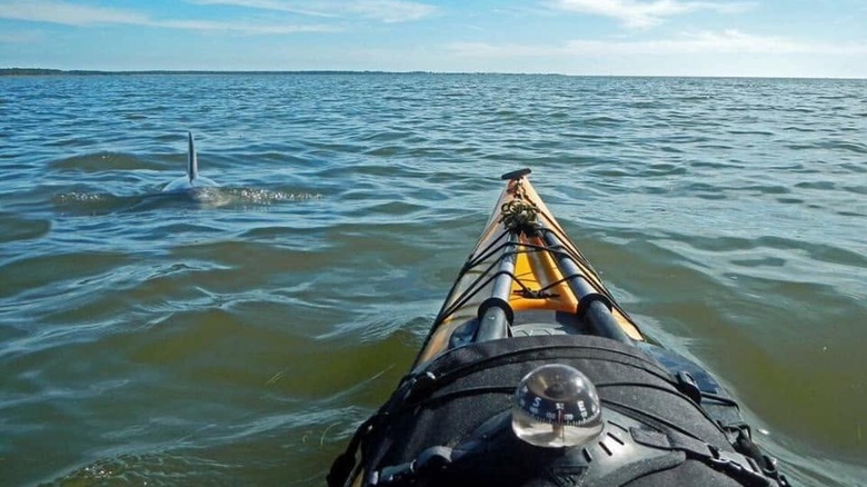 Kayak de mar remando por el sendero de agua salada Big Bend con un delfín en la proa