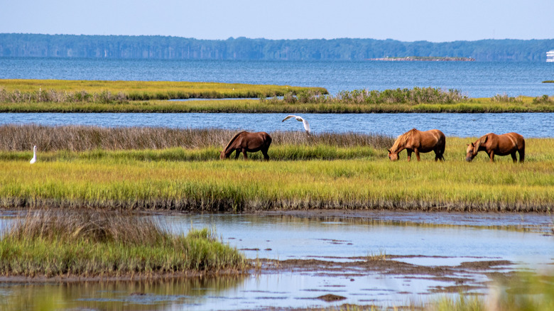 Tres ponis salvajes marrones pastan en una pequeña isla cubierta de hierba