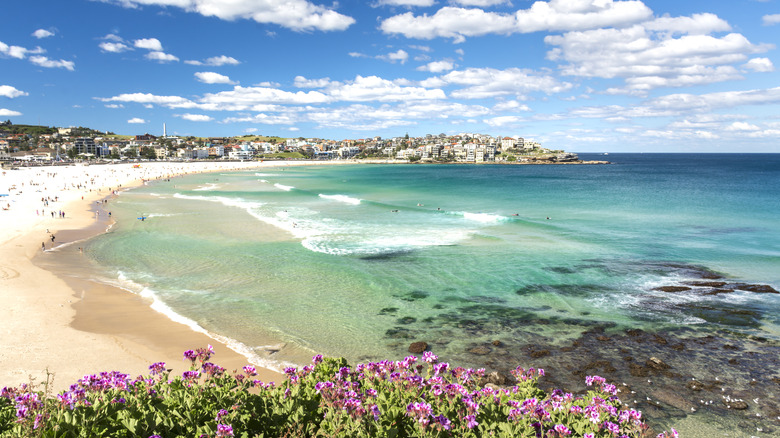 Las olas rompen en la arena blanca de Bondi Beach, enmarcada con flores de color púrpura.