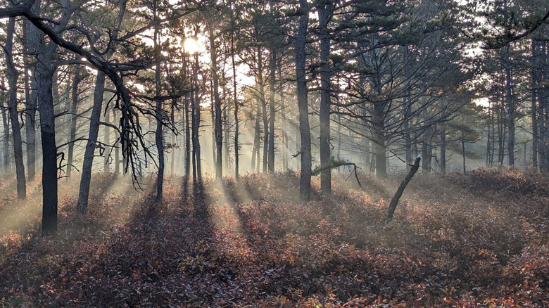 Haces de luz a través de los árboles en el bosque estatal Myles Standish