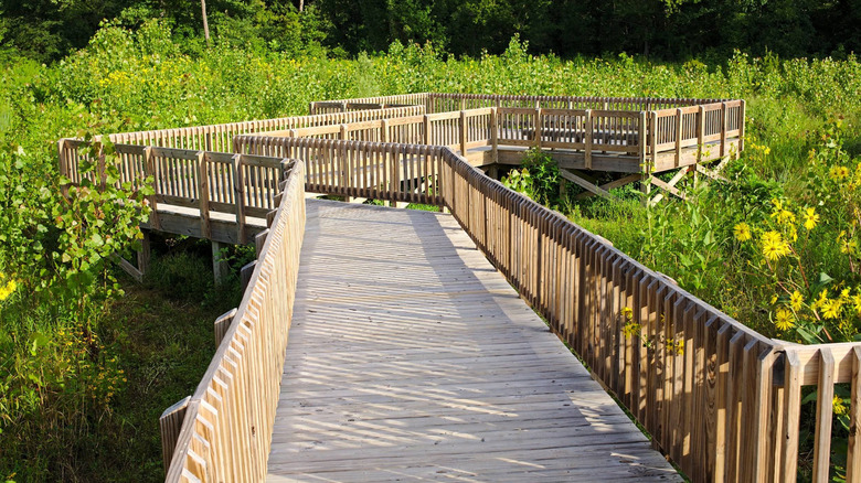 Paseo marítimo de madera rodeado de vegetación en el Parque Natural McCloud.
