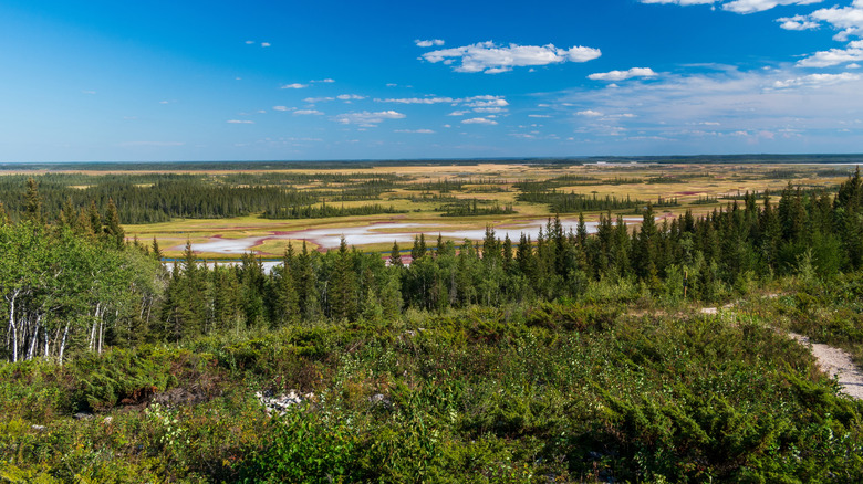 Vista aérea del paisaje del Parque Nacional Wood Buffalo en Alberta