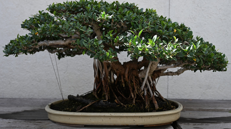 Un primer plano de un pequeño árbol exhibido en el Museo Bonsai y Penjing, Washington, DC
