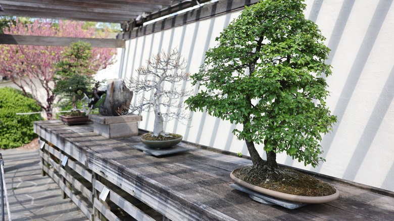 Pequeños árboles se exhiben en una sala soleada del Museo Bonsai y Penjing en Washington, DC