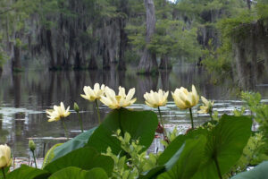 El encantador parque estatal del lago de Luisiana es una maravilla del bosque con campamentos, pesca y senderos cerca de Shreveport