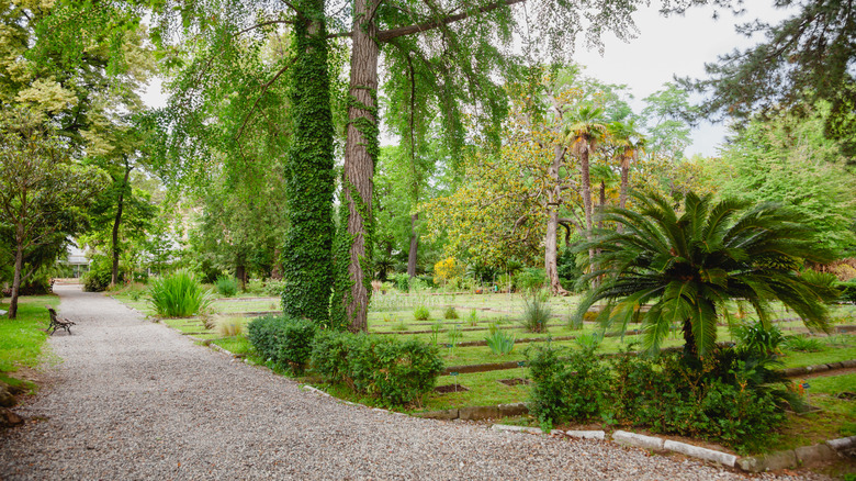 Exuberante sendero para caminar por el Jardín Botánico de Pisa