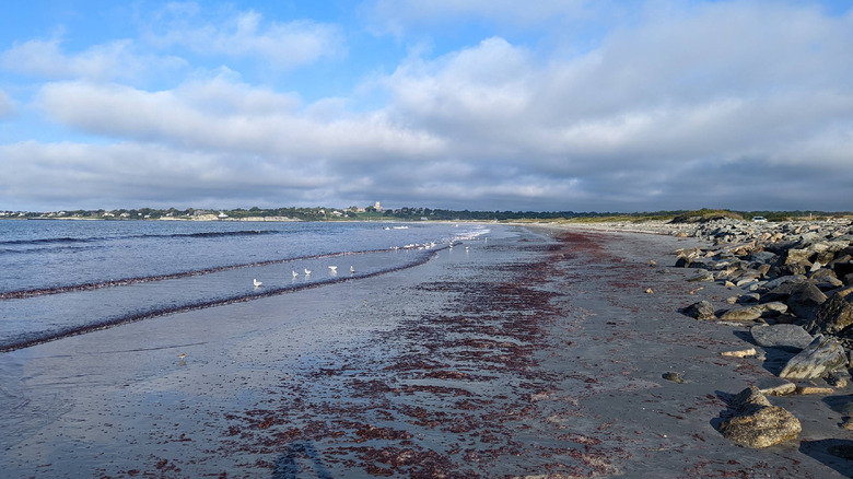 Un largo tramo de playa en el Refugio Nacional de Vida Silvestre Sachuest Point en el condado de Newport, Rhode Island