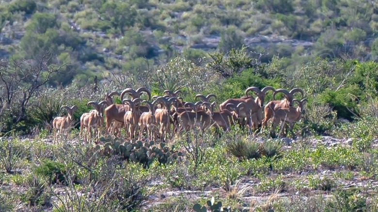 Borrego cimarrón cerca del área natural estatal de las montañas Chinati, Texas