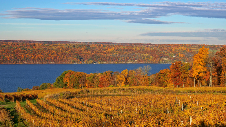Paisajes otoñales de viñedos con hojas brillantes a lo largo del lago Seneca en Finger Lakes, Nueva York