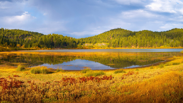 Follaje de otoño de color amarillo brillante a lo largo del suelo y árboles que rodean el lago Spooner en Nevada.