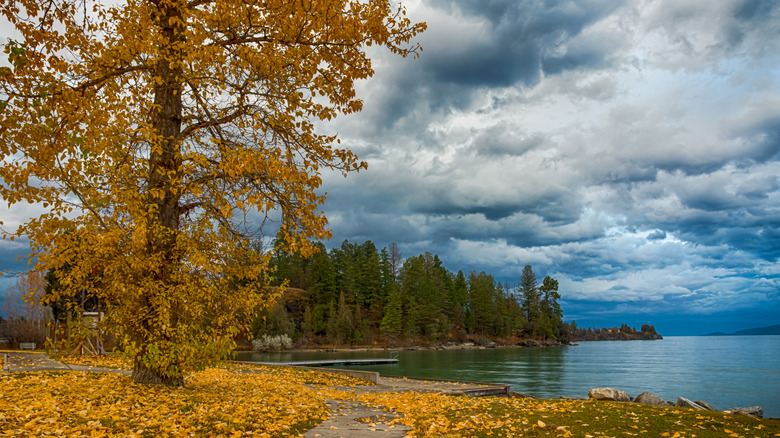 Un gran árbol con follaje de otoño amarillo a lo largo de las orillas del lago Flathead en Montana