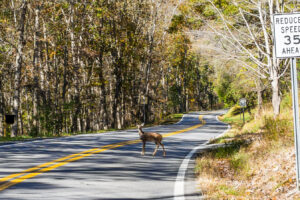 Tenga cuidado al viajar por carretera en el estado donde los conductores tienen más probabilidades de atropellar a un animal