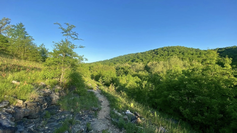 Un sendero sinuoso en el área de vida silvestre y bosque estatal de Busiek, Missouri